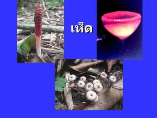 ๶ห็ด 