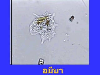 อมีบา 