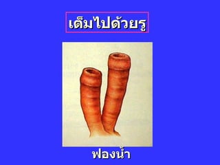 ฟองน้ำ เต็มไปด้วยรู 