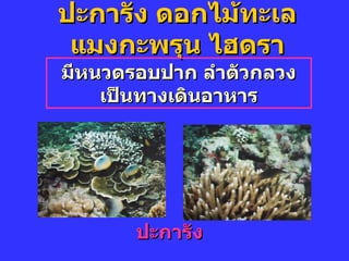 ปะการัง ึϸกไม้ทะเล แมงกะพรุน ไฮดรา มีหนวดรอบปาก ลำตัวกลวงเป็นทางเดินอาหาร ปะการัง 