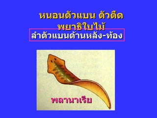 หนอนตัวแบน ตัวตืด พยาธิใบไม้ พลานาเรีย ลำตัวแบนด้านหลัง - ท้อง 
