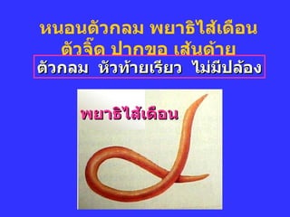 หนอนตัวกลม พยาธิไส้เดือน ตัวจิ๊ด ปากขอ เส้นด้าย พยาธิไส้เดือน ตัวกลม  หัวท้ายเรียว  ไม่มีปล้อง 