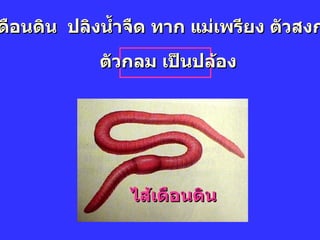 ไส้เดือนดิน  ปลิงน้ำจืด ทาก แม่เพรียง ตัวสงกรานต์ ตัวกลม เป็นปล้อง ไส้เดือนดิน 