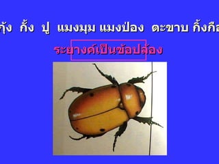 แมลง กุ้ง  กั้ง  ปู  แมงมุม แมงป่อง  ตะขาบ กิ้งกือ เพรียง  ระยางค์เป็นข้อปล้อง 