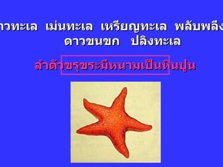 ดาวทะเล  เม่นทะเล  เหรียญทะเล  พลับพลึงทะเล  ดาวขนขก  ปลิงทะเล ลำตัวขรุขระมีหนามเป็นหินปูน 