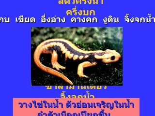 สัตว์ครึ่งน้ำครึ่งบก ซาลามานเดอร์  จิ้งจกน้ำ กบ  เขียด  อึ่งอ่าง  คางคก  งูดิน  จิ้งจกน้ำ  วางไข่ในน้ำ ตัวอ่อนเจริญในน้ำ ลำตัวเมือกเปียกชื้น   