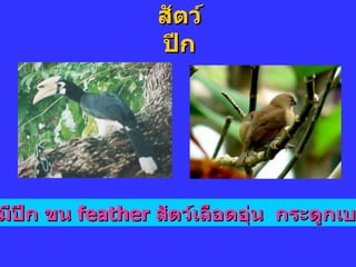 สัตว์ปีก มีปีก ขน  feather  สัตว์เลือดอุ่น  กระดูกเบา 