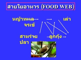 สายใยอาหาร  ( FOOD WEB ) หญ้า ทะเล   เต่า   จรเข้   สาหร่าย  ลูกกุ้ง  ปลา  คน 
