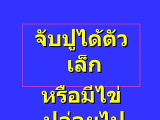 จับปูได้ตัวเล็ก หรือมีไข่ ปล่อยไป 