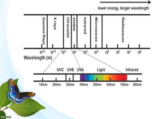 Ozone Layer (components, formation and depletion) | PPTX