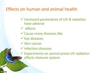 Effects on human and animal health
 Increased penetration of UV-B radiation
have adverse
 effects
 Cause many diseases like
 Eye diseases
 Skin cancer
 Infection diseases
 Experiments on animal prove UV radiation
effects immune system
 