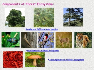 Components of Forest Ecosystem: Producers: Different tree species Consumers in a Forest Ecosystem Decomposers in a Forest ecosystem 