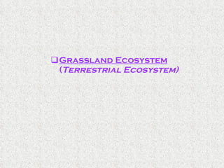 Grassland Ecosystem ( Terrestrial Ecosystem) 
