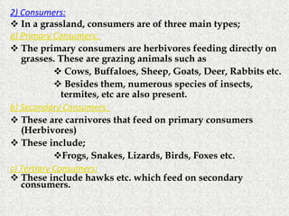 2) Consumers: In a grassland, consumers are of three main types; a) Primary Consumers:  The primary consumers are herbivores feeding directly on grasses. These are grazing animals such as  Cows, Buffaloes, Sheep, Goats, Deer, Rabbits etc. Besides them, numerous species of insects, termites, etc are also present.  b) Secondary Consumers:  These are carnivores that feed on primary consumers (Herbivores) These include; Frogs, Snakes, Lizards, Birds, Foxes etc. c) Tertiary Consumers: These include hawks etc. which feed on secondary consumers. 