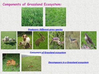 Components of Grassland Ecosystem: Producers: Different grass species Consumers of Grassland ecosystem Decomposers in a Grassland ecosystem 