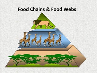 Food Chains & Food Webs 