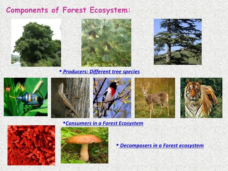 Ecosystem ecosystem