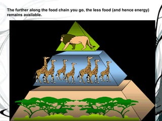The further along the food chain you go, the less food (and hence energy) remains available.   