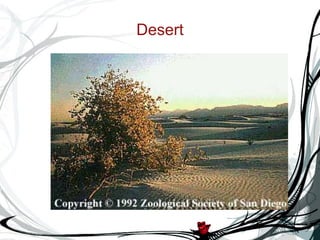 Desert 
