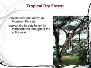 Tropical Dry Forest   (forests here are known as Monsoon Forests)  tropical dry forests have high temperatures throughout the entire year.   