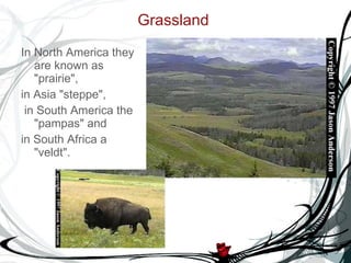 Grassland  In North America they are known as "prairie",  in Asia "steppe", in South America the "pampas" and  in South Africa a "veldt".  