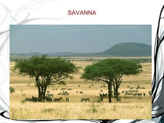 SAVANNA 