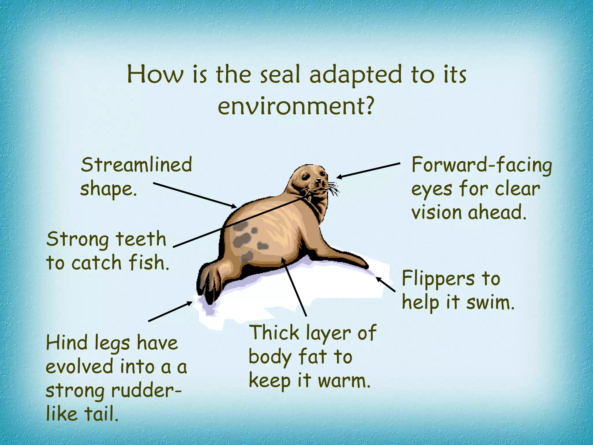 How is the seal adapted to its environment? Flippers to help it swim. Streamlined shape. Thick layer of body fat to keep it warm. Strong teeth to catch fish. Forward-facing eyes for clear vision ahead. Hind legs have evolved into a a strong rudder-like tail. 