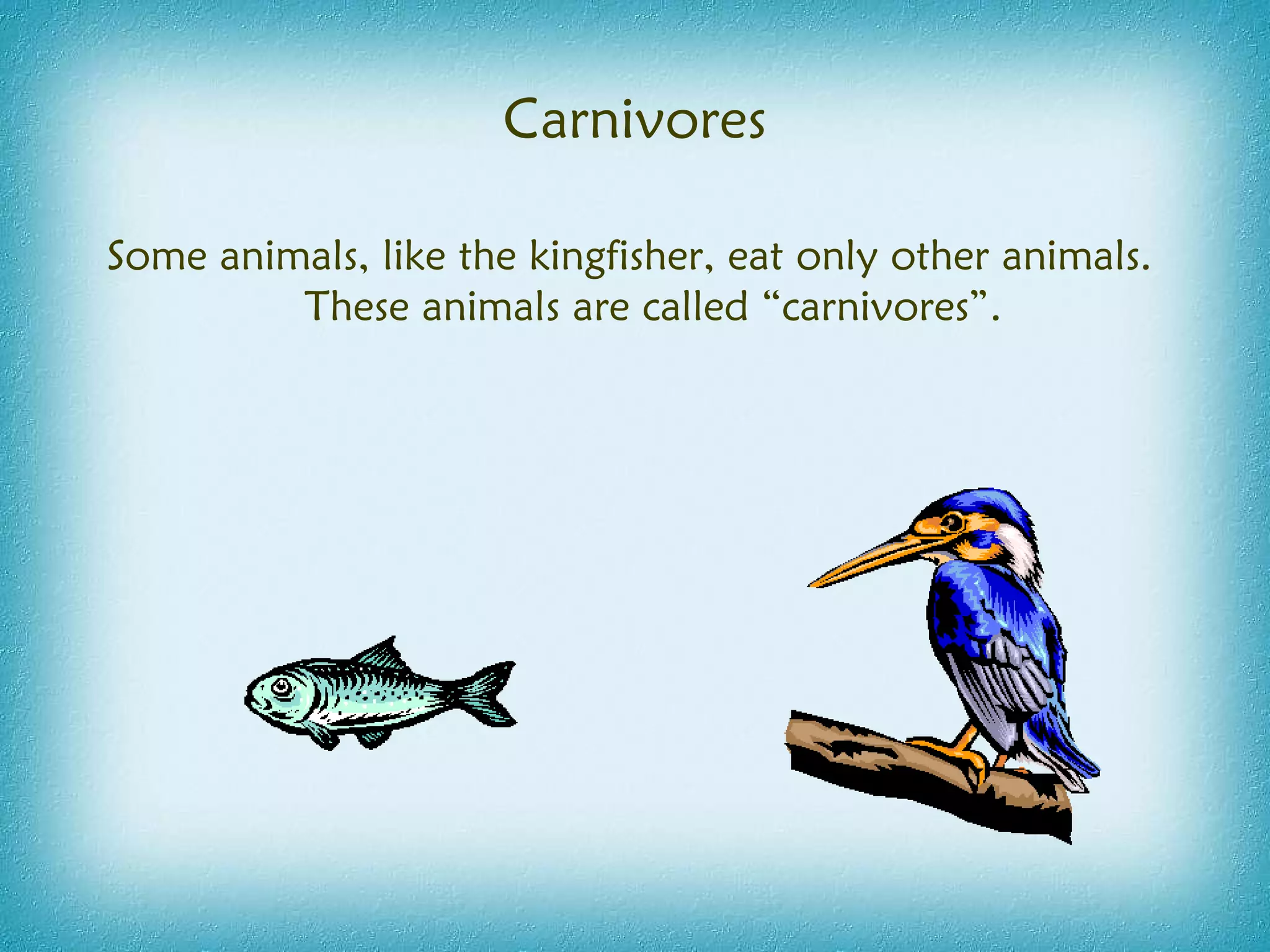 Carnivores Some animals, like the kingfisher, eat only other animals. These animals are called “carnivores”. 