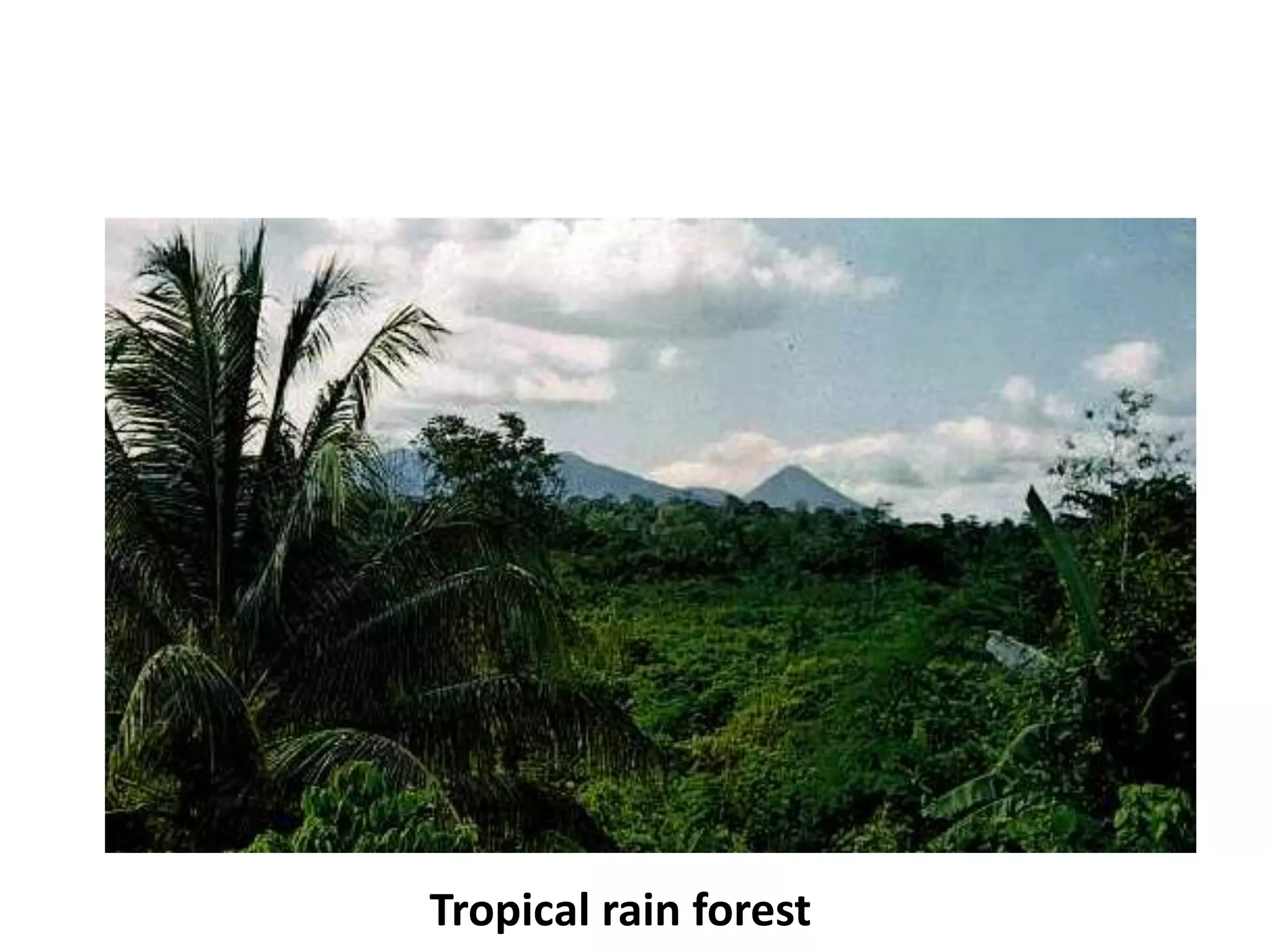 Tropical rain forest
 