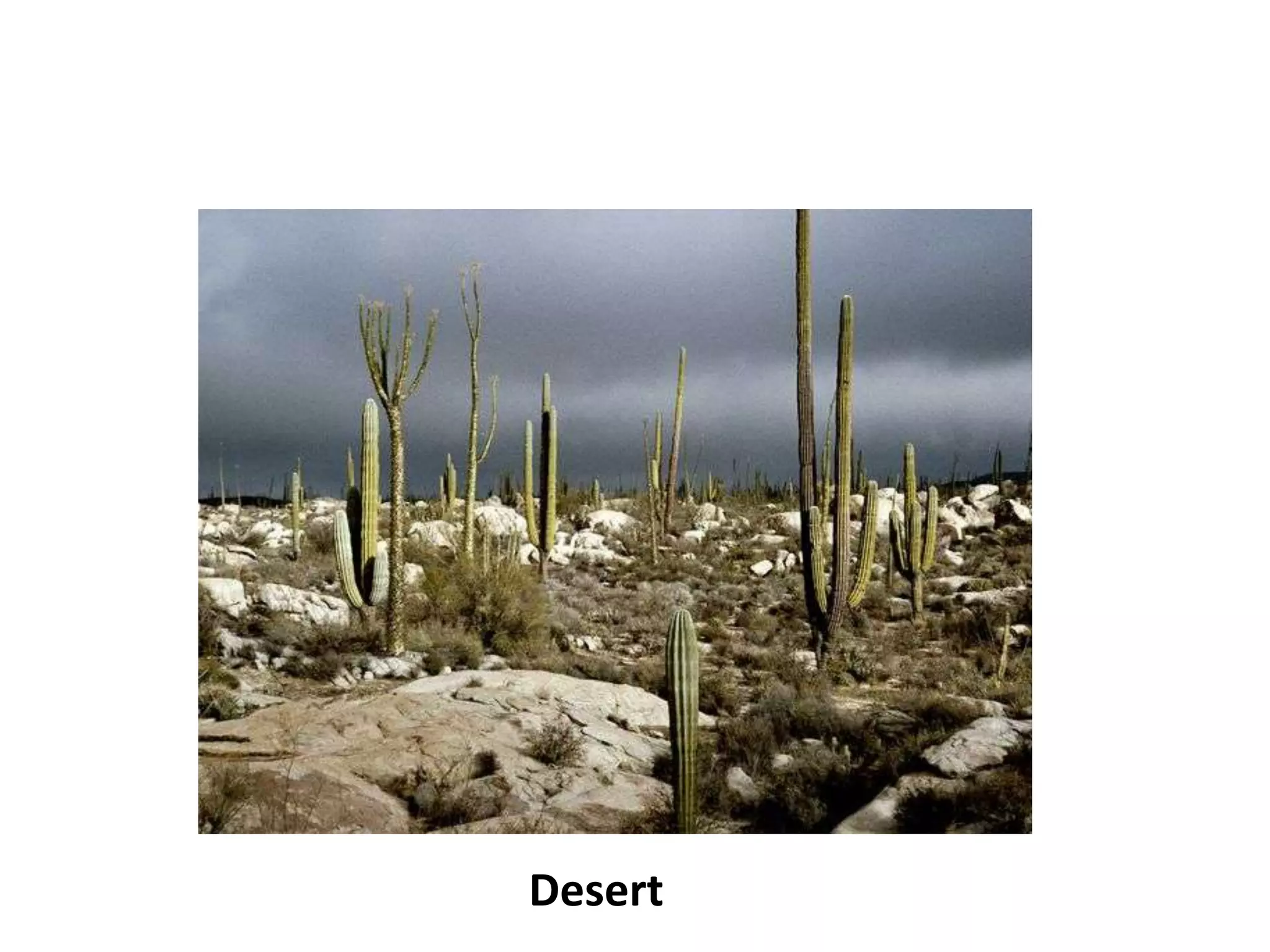 Desert
 