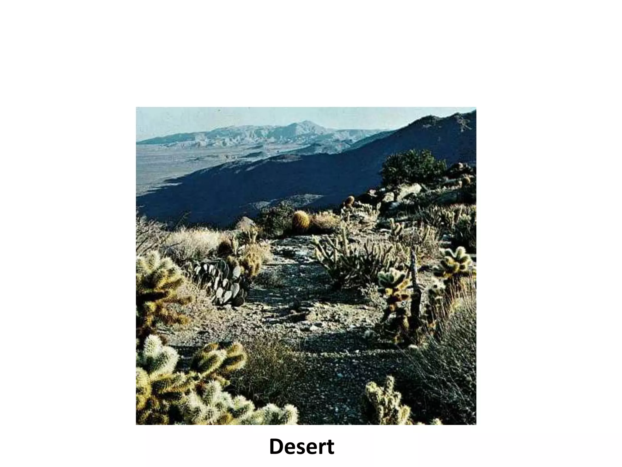 Desert
 