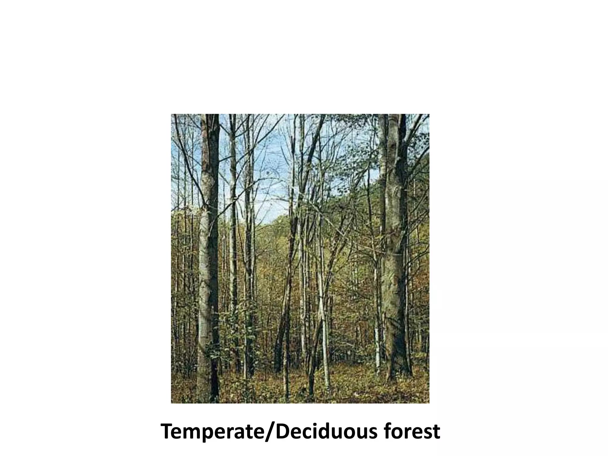 Temperate/Deciduous forest
 