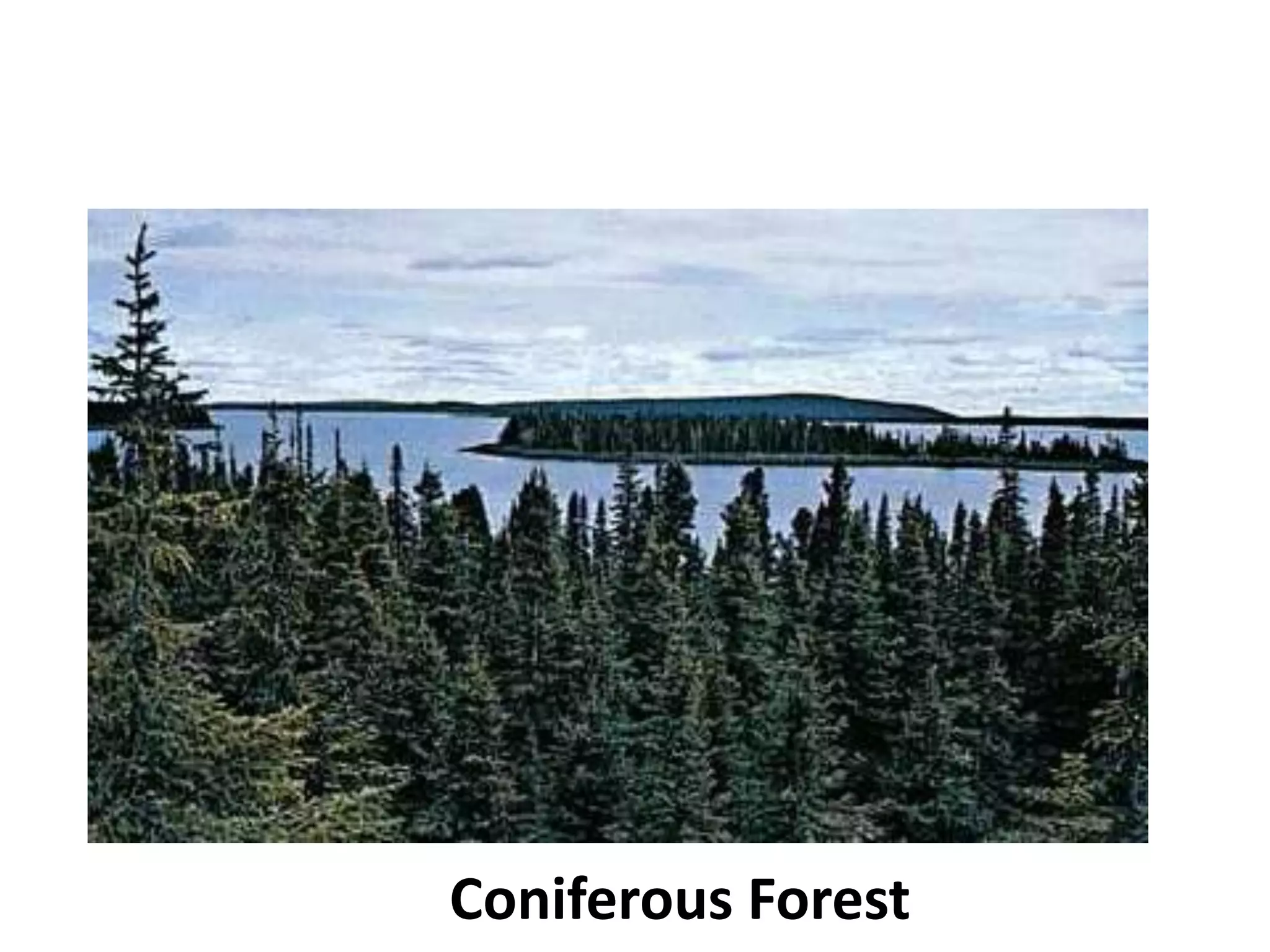 Coniferous Forest
 