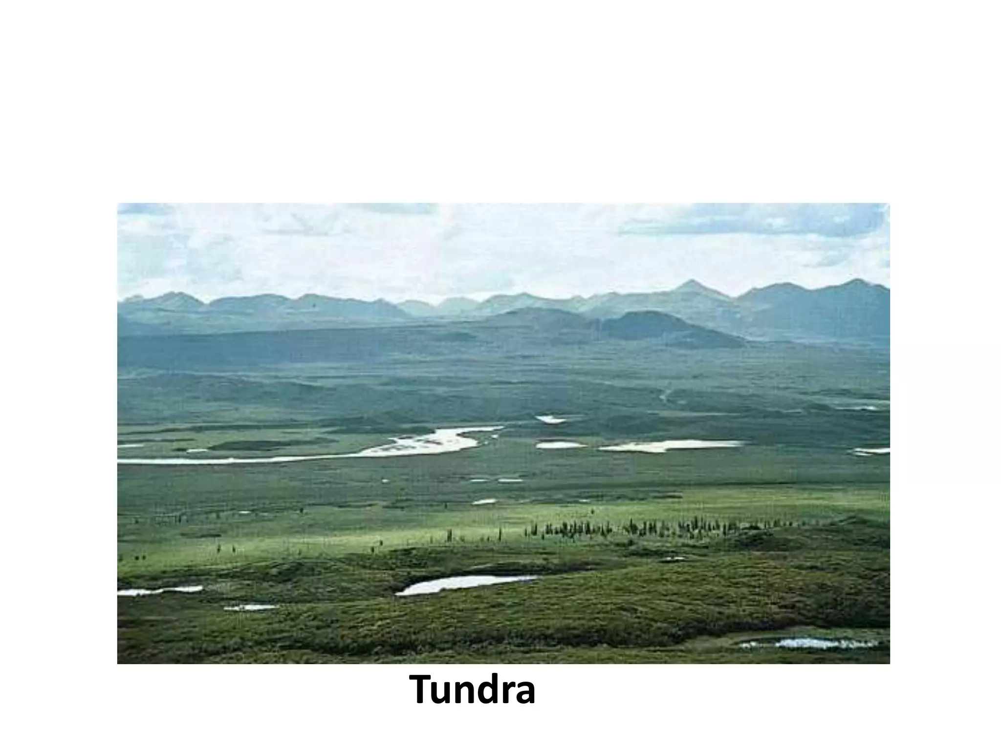 Tundra
 