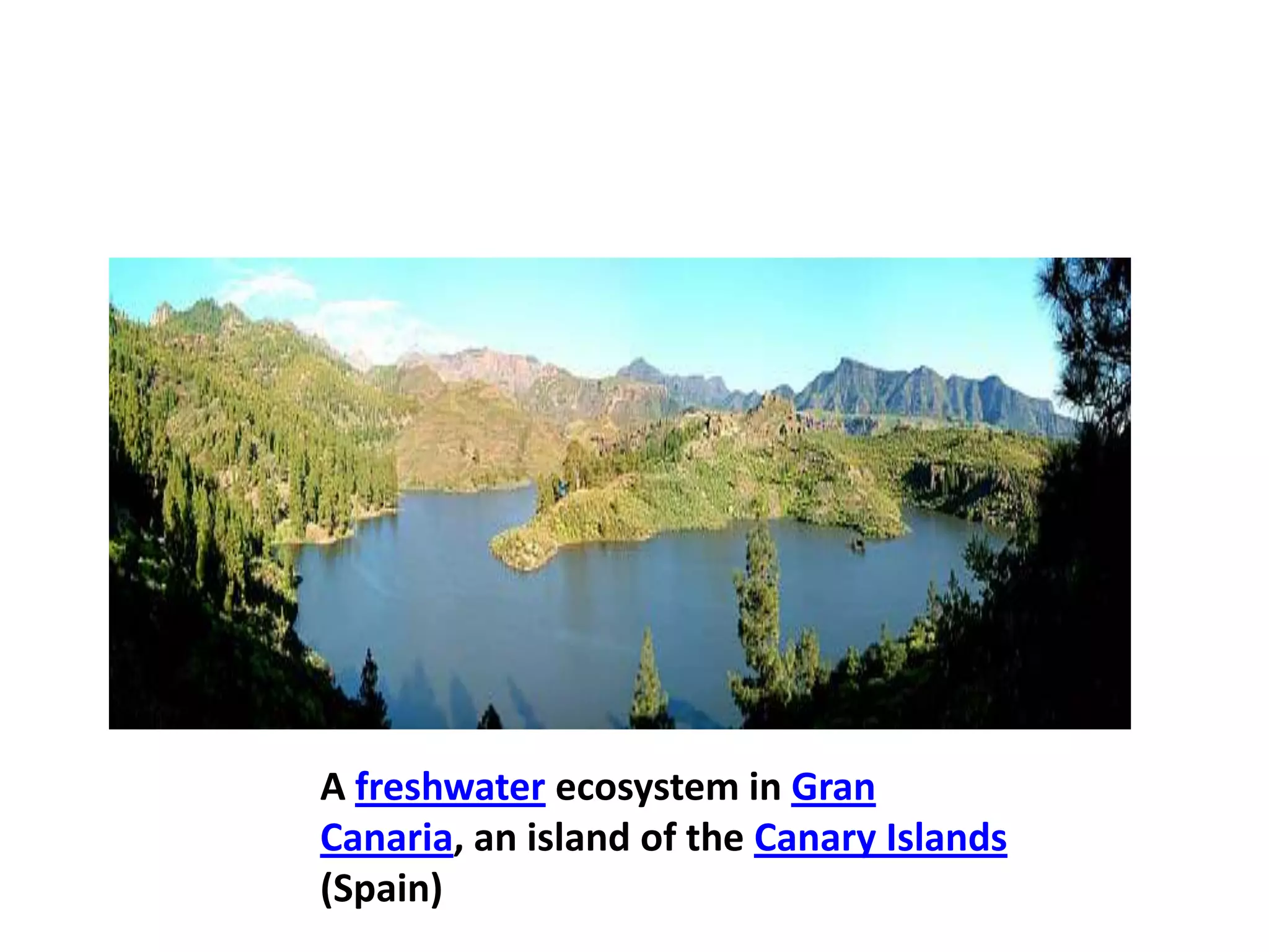 A freshwater ecosystem in Gran
Canaria, an island of the Canary Islands
(Spain)
 