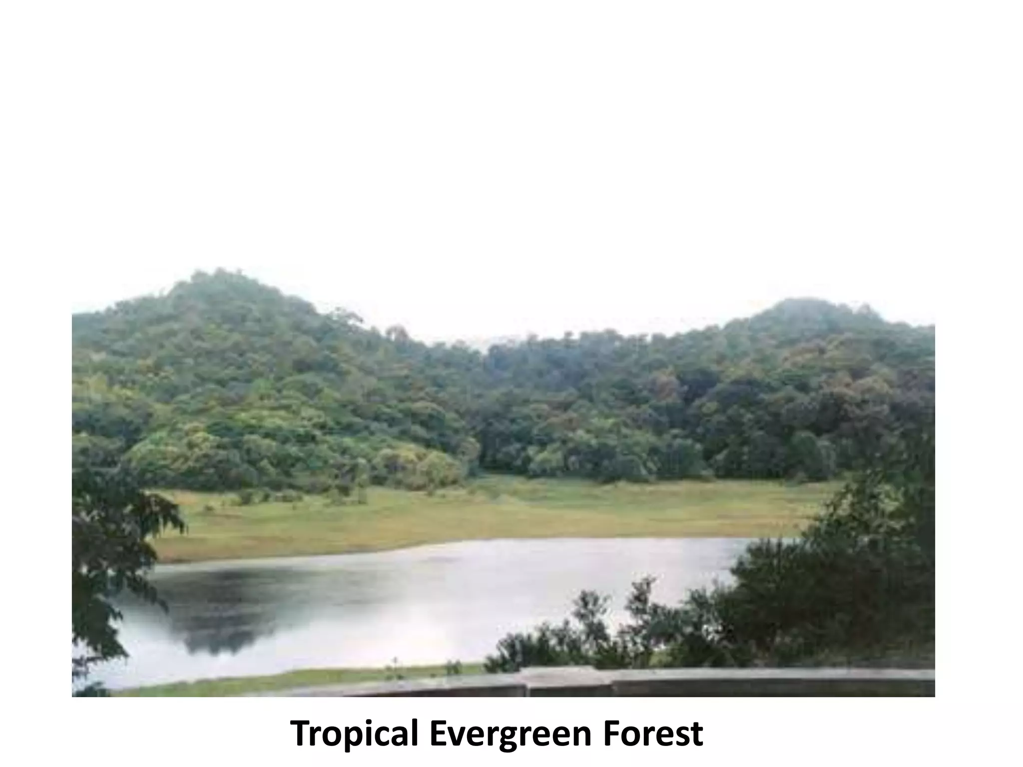 Tropical Evergreen Forest
 