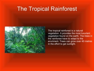 The Tropical Rainforest The tropical rainforest is a natural vegetation. It provides the most luxuriant vegetation found on the earth. The trees in the rainforest have to adapt to the envriment. Trees can grow over 40 metres in the effort to get sunlight.  