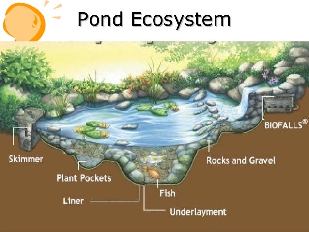 humic substances ruminant animal feed pdf