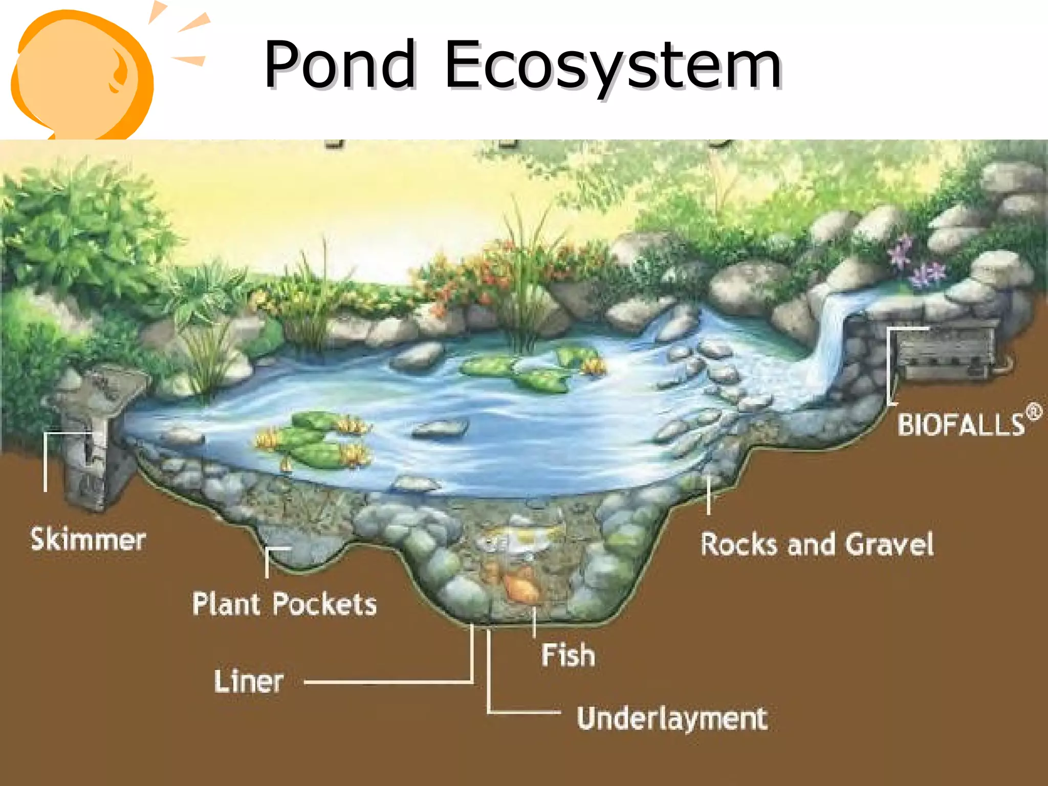 Pond Ecosystem
 