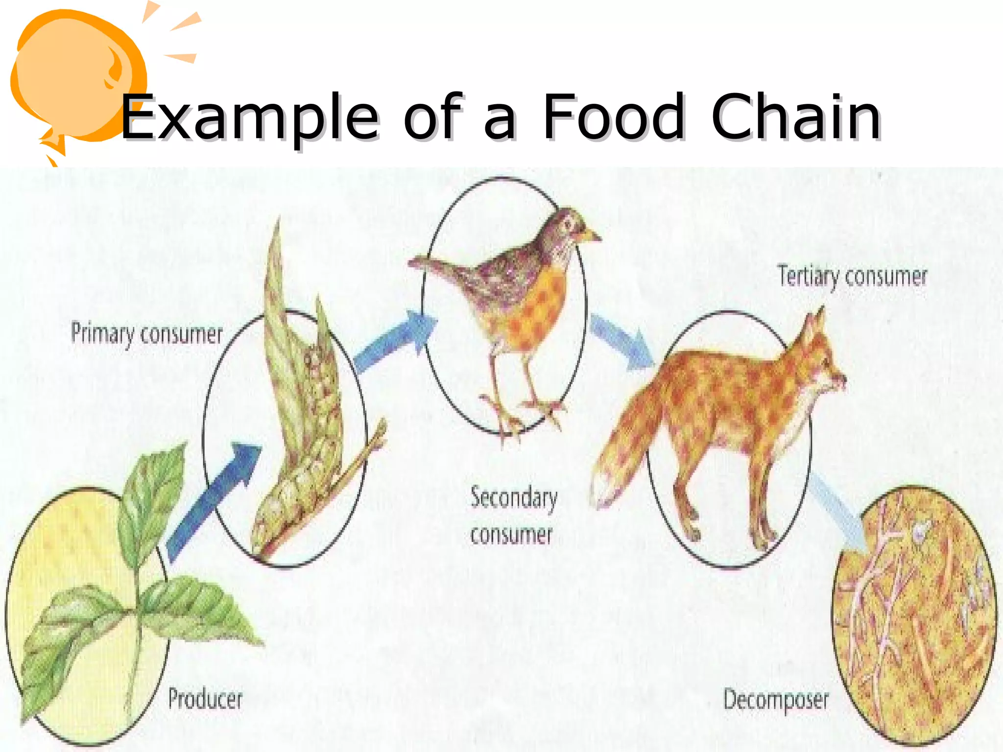 Example of a Food Chain
 