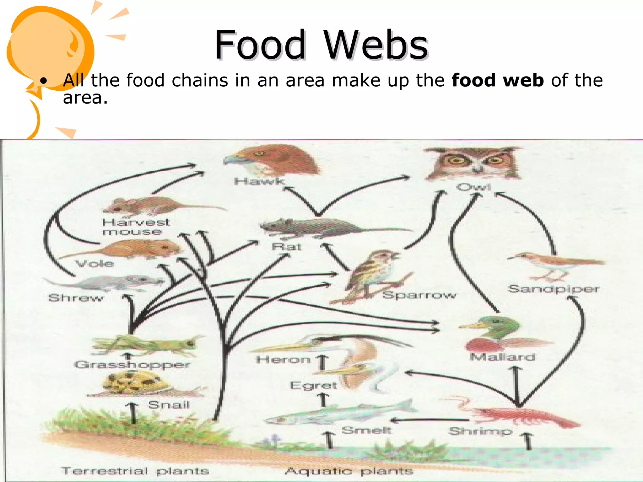 Food Webs
• All the food chains in an area make up the food web of the
  area.
 
