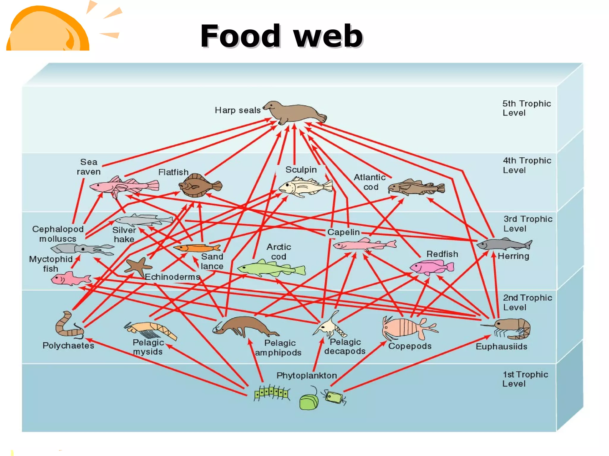 Food web
 