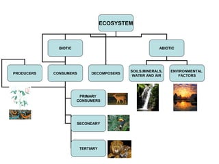 ECOSYSTEM
BIOTIC ABIOTIC
PRODUCERS DECOMPOSERSCONSUMERS
SOILS,MINERALS,
WATER AND AIR
ENVIRONMENTAL
FACTORS
PRIMARY
CONSUMERS
SECONDARY
TERTIARY
 