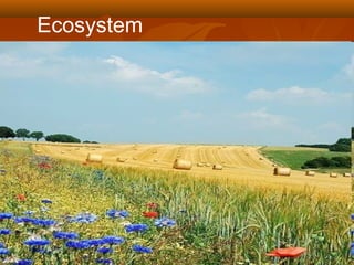 Ecosystem

 