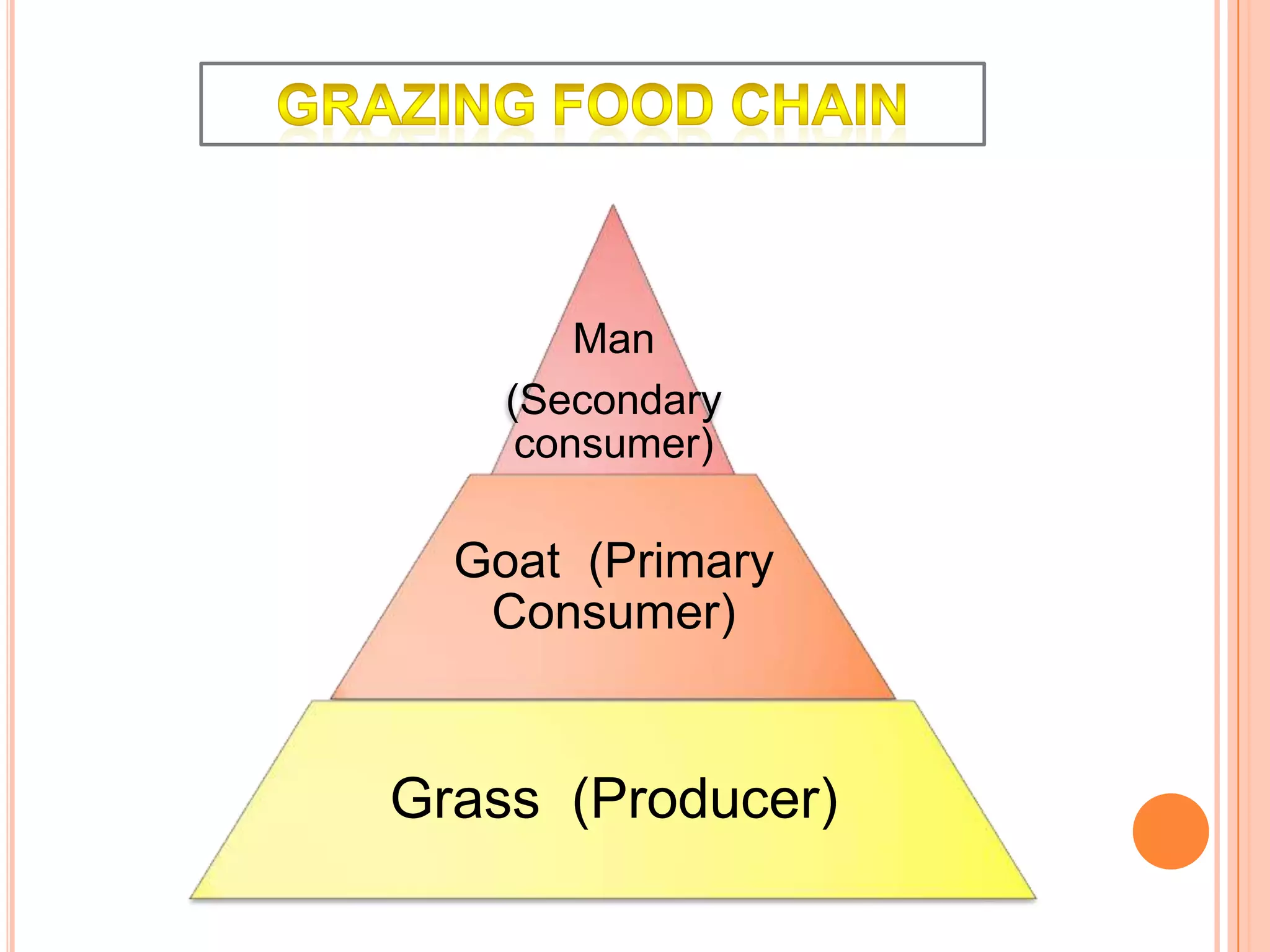 Man
(Secondary
consumer)

Goat (Primary
Consumer)

Grass (Producer)

 
