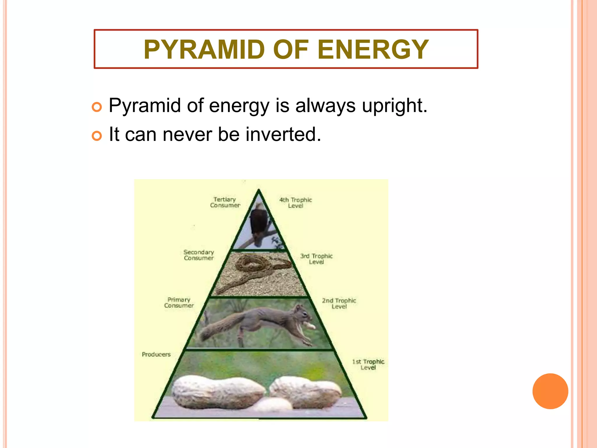 PYRAMID OF ENERGY
Pyramid of energy is always upright.
 It can never be inverted.


 