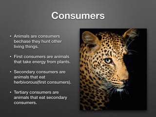 Consumers
• Animals are consumers
bechase they hunt other
living things.
• First consumers are animals
that take energy from plants.
• Secondary consumers are
animals that eat
herbivorous(ﬁrst consumers).
• Tertiary consumers are
animals that eat secondary
consumers.
 