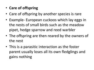 • Care of offspring
• Care of offspring by another species is rare
• Example- European cuckoos which lay eggs in
the nests of small birds such as the meadow
pipet, hedge sparrow and reed warbler
• The offspring are then reared by the owners of
the nest
• This is a parasitic interaction as the foster
parent usually loses all its own fledglings and
gains nothing
 