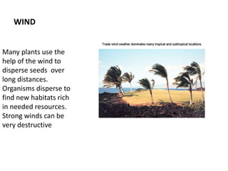 WIND
Many plants use the
help of the wind to
disperse seeds over
long distances.
Organisms disperse to
find new habitats rich
in needed resources.
Strong winds can be
very destructive
 