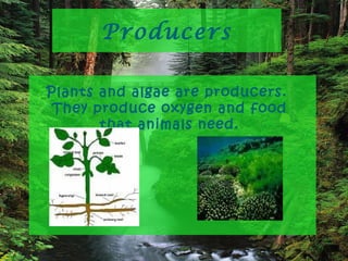 Producers In Science Ecosystem (Described very attractively) | PPT